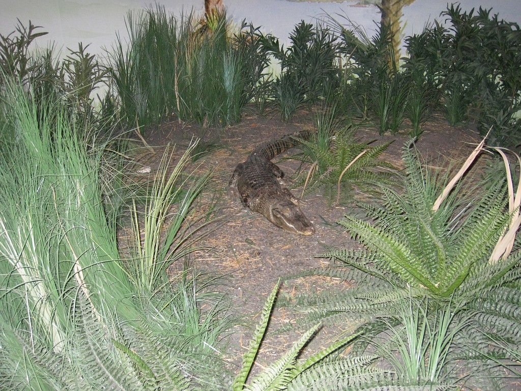 Disney 2010 D2 1350.jpg - January 9-11, 2010 Disney World Florida. Went to run the marathon. Sunday 5:40 AM start the race! Finish, go take a hot shower! Paul drove us over to Kennedy Space Center. Then buffet at Animal Kingdom for dinner!